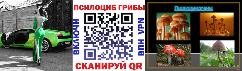 наркота  Шлиссельбург  Псилоцибиновые грибы Cubensis 